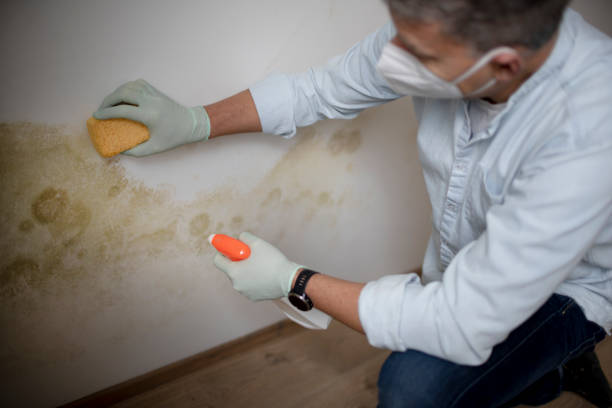 Best Local Mold Removal Service  in Goldenrod, FL