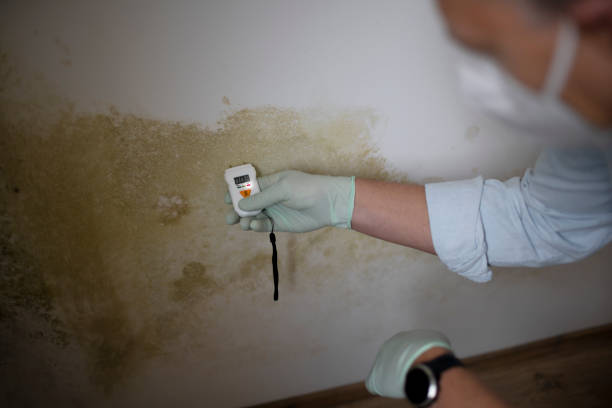 Best Certified Mold Removal  in Goldenrod, FL