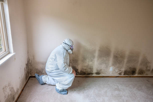 Mold Testing and Removal in Goldenrod, FL