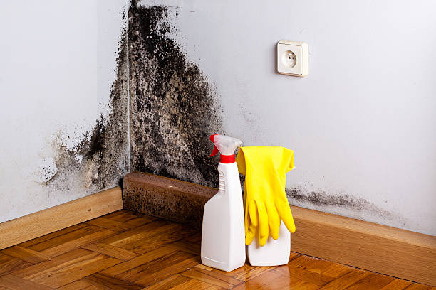 Best Mold Testing and Removal  in Goldenrod, FL