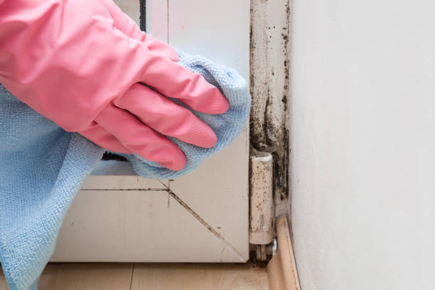 Best Home Mold Removal  in Goldenrod, FL