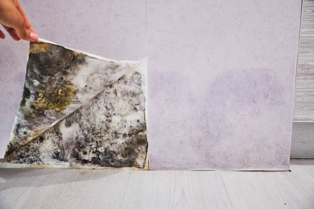 Best Water Damage Restoration  in Goldenrod, FL